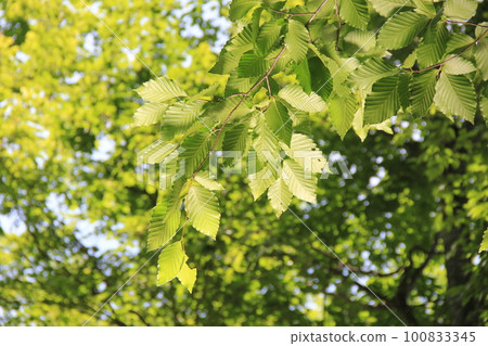 Japanese beech/Foliage in early summer Japanese beech/Foliage in early summer 100833345