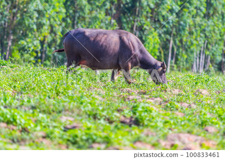 buffalo eating grass 100833461