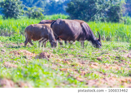buffalo eating grass buffalo eating grass 100833462