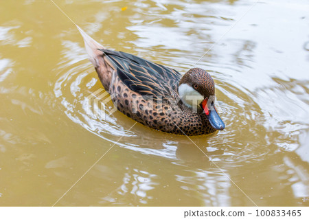 Happy ringed teal or ring necked teal 100833465