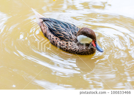 Happy ringed teal or ring necked teal 100833466