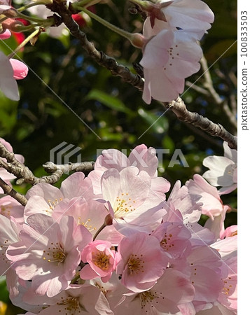 Cherry blossom close-up, cherry blossoms in full bloom close-up, cherry tree in the forest, pink flowers, pink flowers blooming on the tree 100833503
