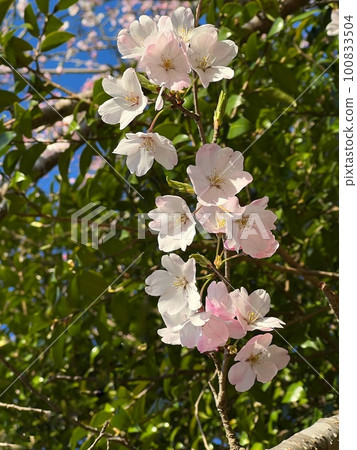 Cherry blossom close-up, cherry blossoms in full bloom close-up, cherry tree in the forest, pink flowers, pink flowers blooming on the tree 100833504