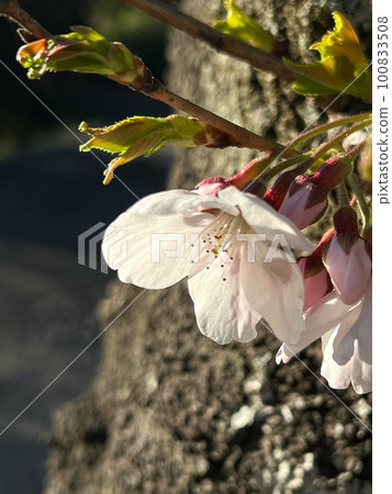 Cherry blossom close-up, cherry blossom blooming from the trunk, pale pink flowers blooming on tree, cherry blossom petals 100833508