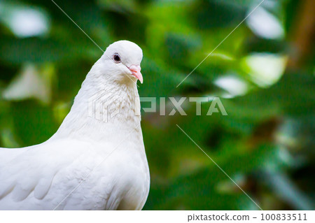 Pied Imperial Pigeon bird Pied Imperial Pigeon bird 100833511