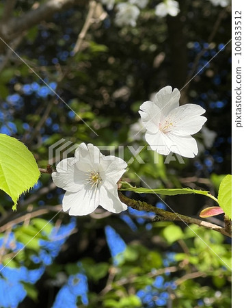 Two cherry blossoms, freshly bloomed cherry blossoms, whitish cherry blossoms Two cherry blossoms, freshly bloomed cherry blossoms, whitish cherry blossoms 100833512