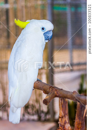 Head of Yellow-crested Cockatoo Head of Yellow-crested Cockatoo 100833521