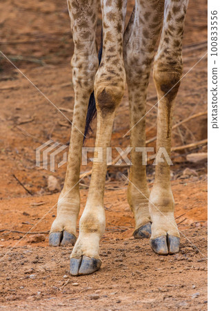Front foot of Masai giraffe Front foot of Masai giraffe 100833556