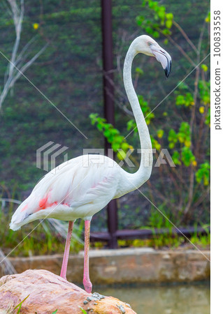 Flamingo standing beautiful portrait 100833558