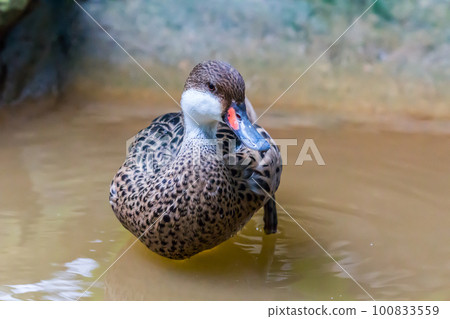 Ringed teal or ring necked teal standing 100833559