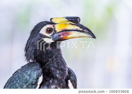 Great hornbill, close up Great hornbill, close up 100833608