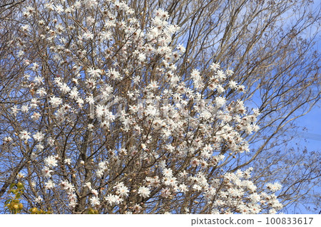 Kobushi flower in full bloom Kobushi flower in full bloom 100833617