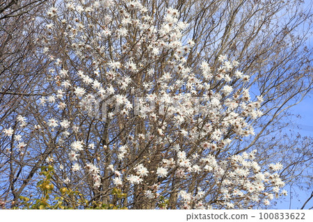 Kobushi flower in full bloom 100833622