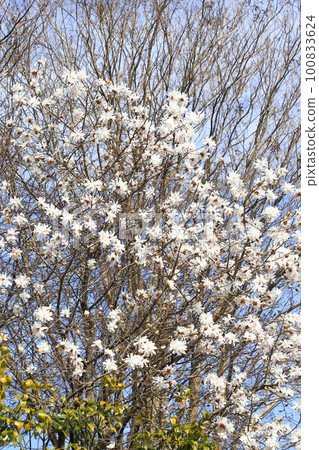 Kobushi flower in full bloom 100833624