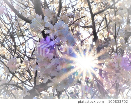 燦爛的櫻花下的賞花 100833702