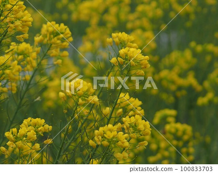 柔和的菜籽色 柔和的菜籽色 100833703