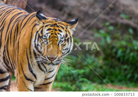 Tiger face 100833713