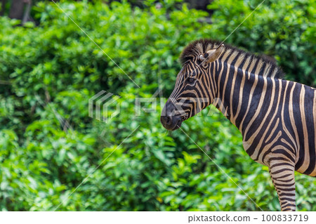 Zebra portrait face and head Zebra portrait face and head 100833719