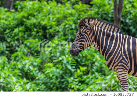 Zebra portrait face and head 100833727