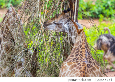 Giraffe Eating from a Sausage Tree Giraffe Eating from a Sausage Tree 100833751