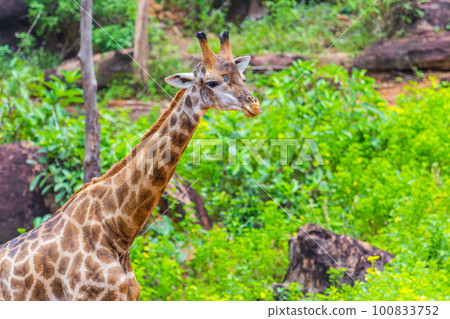 Face Masai giraffe Face Masai giraffe 100833752