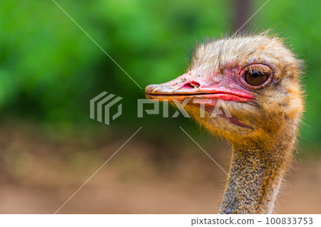 Ostrich head closeup 100833753