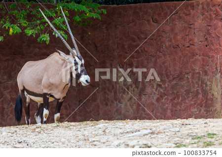 Gemsbok antelope (Oryx gazella) deer 100833754