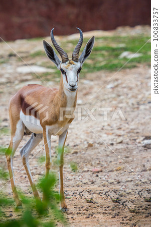 Gemsbok antelope (Oryx gazella) deer 100833757