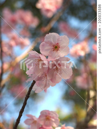 Spring sky and cherry blossom branches in full bloom (branches of sunny cherry blossoms in the park) 100833886