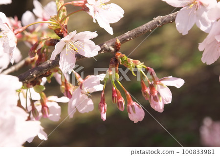 Cherry blossoms in full bloom in early spring 100833981