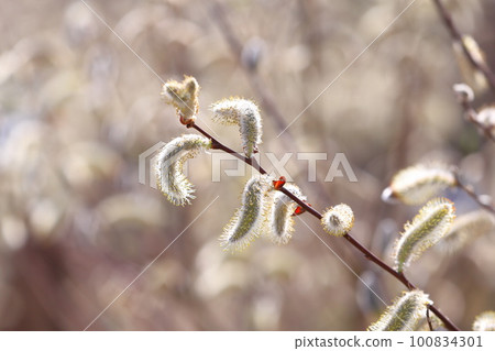 Spring scenery Nekoyanagi 100834301