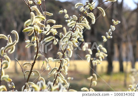 春天的風景Nekoyanagi 100834302