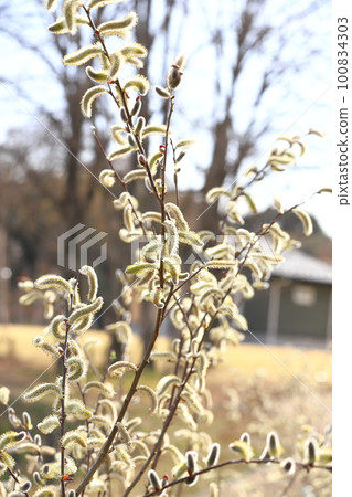 春天的風景Nekoyanagi 春天的風景Nekoyanagi 100834303