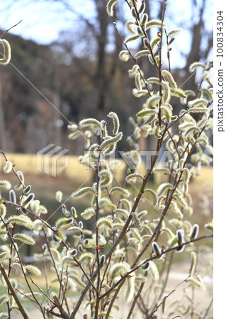 春天的風景Nekoyanagi 春天的風景Nekoyanagi 100834304