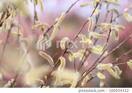 春天的風景Nekoyanagi 100834312