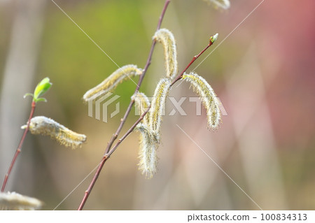 春天的風景Nekoyanagi 春天的風景Nekoyanagi 100834313