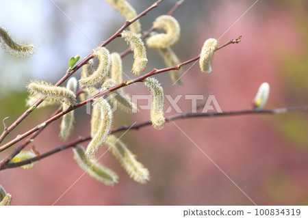 Spring scenery Nekoyanagi 100834319
