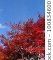 Autumn leaves 100834600