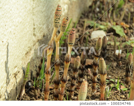 馬尾，春天野花的代表 100834746