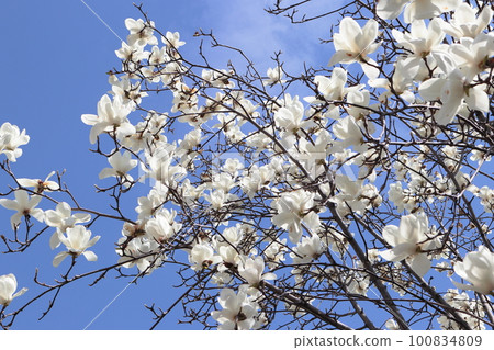 Blue Sky and Haku Mokren 100834809