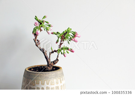 白色背景中的粉色櫻花花蕾 100835336