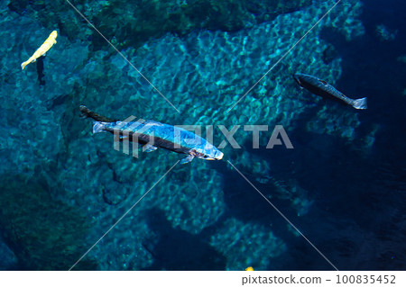 Oshino Hakkai 100835452