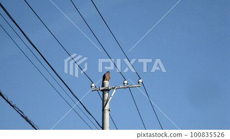 kite perched on a pole 100835526