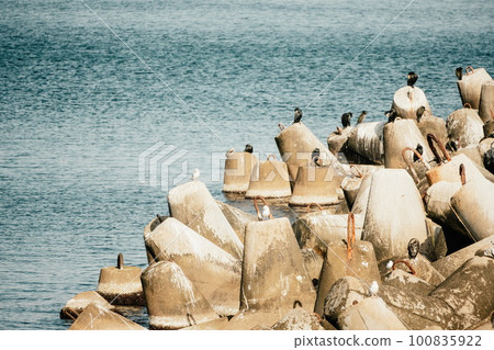 Coast breakwaters protecting from large waves with sea water background. The seashore is reinforced with concrete tetrapods. 100835922