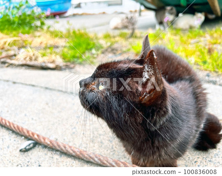 Stray cats Domestic cats, community cats, and abandoned cats abandoned at Minamuya fishing port Stray cats Domestic cats, community cats, and abandoned cats abandoned at Minamuya fishing port 100836008