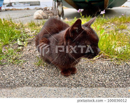 Stray cats Domestic cats, community cats, and abandoned cats abandoned at Minamuya fishing port 100836012