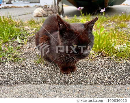 Stray cats Domestic cats, community cats, and abandoned cats abandoned at Minamuya fishing port Stray cats Domestic cats, community cats, and abandoned cats abandoned at Minamuya fishing port 100836013