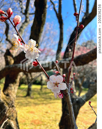 梅花:千葉縣佐倉市佐倉城跡公園的梅林 梅花:千葉縣佐倉市佐倉城跡公園的梅林 100836256