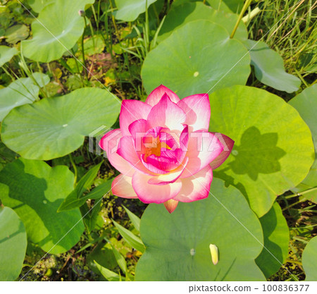Lotus flower blooming in Samrak Park in Busan, South Korea, Asia Lotus flower blooming in Samrak Park in Busan, South Korea, Asia 100836377