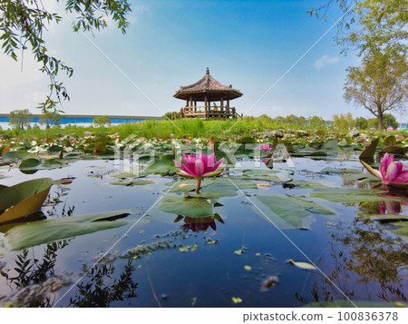 Lotus flower blooming in Samrak Park in Busan, South Korea, Asia Lotus flower blooming in Samrak Park in Busan, South Korea, Asia 100836378